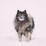 Why Are Some Dogs So Difficult to Train Challenges of Training Some Dogs: Understanding Different Needs