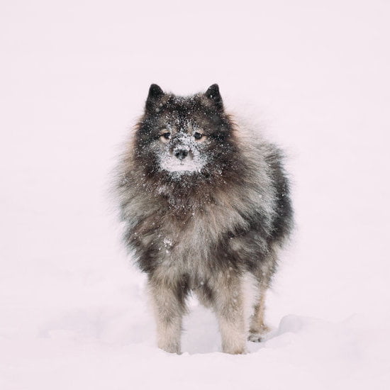 Challenges of Training Some Dogs: Understanding Different Needs