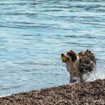 Unleash Don Dog Training Secrets: Mastering Obedience, Behaviour, and Tricks