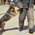 How to Train Dog to Behave Around Other Dogs: Positive Reinforcement Techniques for Canine Socialization Success