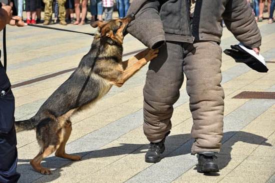 How to Train Dog to Behave Around Other Dogs: Positive Reinforcement Techniques for Canine Socialization Success