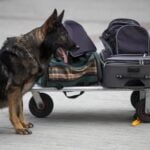 A New Leash Dog Training Edina New Leash Dog Training Edina: Professional Dog Obedience Classes and Behavior Modification Services