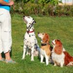 Step-by-step guide: How to train a dog to behave using positive reinforcement techniques