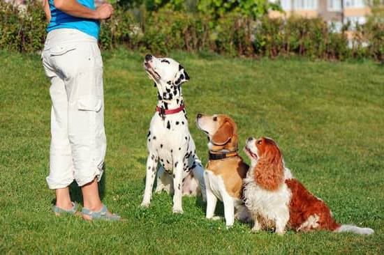 Step-by-step guide: How to train a dog to behave using positive reinforcement techniques