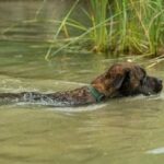 - Step-by-step guide on how to train a police tracking dog efficiently and effectively