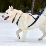 how to begin scent work training dog
