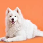How to Train a Dog Without Treats No Couch Positive Reinforcement Dog Training: Techniques for Behavior Modification Without Treats or Couch Dependence