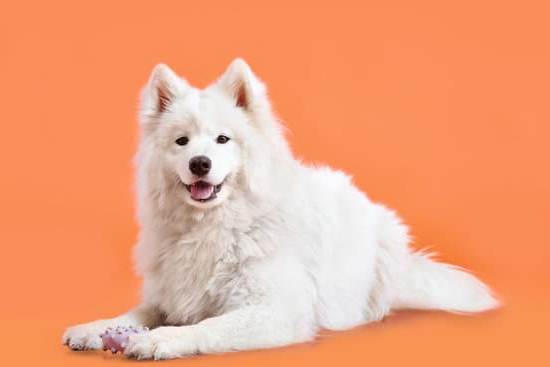 How to Train a Dog Without Treats No Couch 1 Positive Reinforcement Dog Training: Techniques for Behavior Modification Without Treats or Couch Dependence