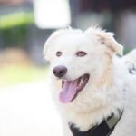 How to Train Dog to Use the Bathroom Outside Step-by-step guide: How to train dog to use the bathroom outside effectively