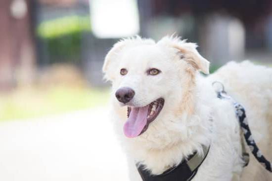 Step-by-step guide: How to train dog to use the bathroom outside effectively