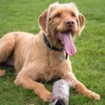 How to Train Dogs Not to Pull Techniques for Dog Leash Training to Prevent Pulling: Positive Reinforcement Methods