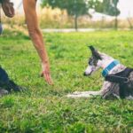 How to Train Dogs Not to Bark Step-by-step guide on how to train dogs not to bark using positive reinforcement and consistent training
