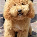 How to Train a Dog Nit to Kill Chickens How to Train a Dog Not to Kill Chickens: Positive reinforcement, supervised interaction, and consistent training