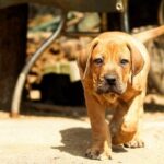 How Much Is Adult Dog Training in Petco How much is adult dog training in Petco: affordable training options for adult dogs