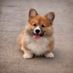 How Much a Dog Trainer Makes: Exploring the Earning Potential of Professional Dog Training