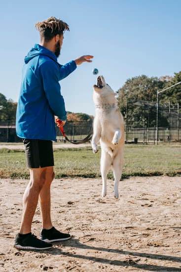 Me and My Dog Training: Building a Strong Bond through Positive Reinforcement Methods