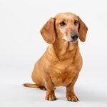 How to Train Old Dog Not to Pull on Leash Training an aging dog not to pull on leash: gentle methods for obedience and calm walks
