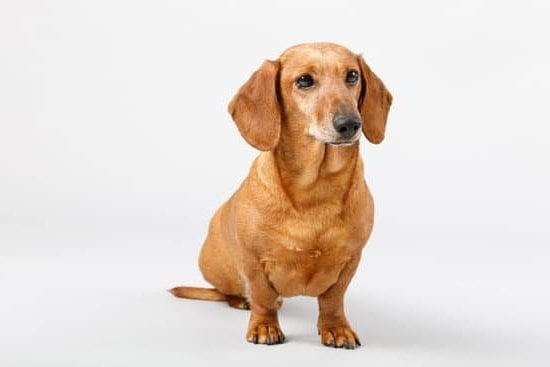 How to Train Old Dog Not to Pull on Leash 1 Training an aging dog not to pull on leash: gentle methods for obedience and calm walks