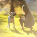 Are dogs allowed on the Cockle Train: pet policy, restrictions, and rules for canine passengers