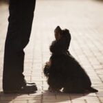 How to Potty Train Your Rescue Dog Step-by-Step Guide on How to Potty Train Your Rescue Dog