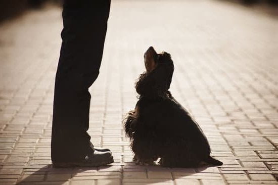 Step-by-Step Guide on How to Potty Train Your Rescue Dog