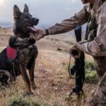 How to Train Drug Dogs how to train drug dogs