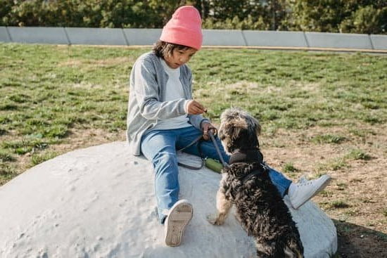 Step-by-step guide: How to train a dog to not bark during training