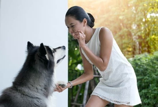 How to Train Dogs for Children 1 How to Train Dogs for Children: Safety Tips and Techniques for a Happy Pet-Filled Home