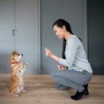 When to Remove Treats When Training Your Dog When to remove treats when training your dog: transitioning to intermittent rewards for obedience