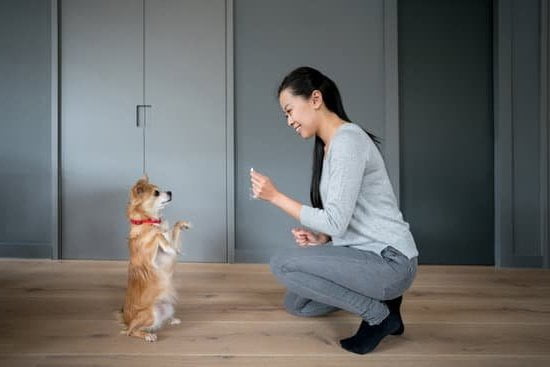 When to remove treats when training your dog: transitioning to intermittent rewards for obedience