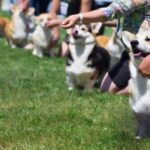 How to Train Dog to Ring Bell at Door Step-by-step guide on how to train dog to ring bell at door in a few easy sessions