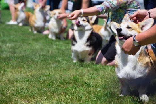 How to Train Dog to Ring Bell at Door 1 Step-by-step guide on how to train dog to ring bell at door in a few easy sessions