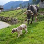 How to Train Your Dog Sign Language: Step-by-step guide to teaching your dog basic commands using sign language