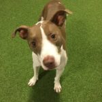 Peter Caine Dog Trainer - Expertise and Compassion for all Dogs