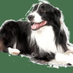 Who Uses a Training Vest When Training There Dog Dog training vest being used by professional dog trainers for effective training sessions