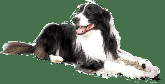 Dog training vest being used by professional dog trainers for effective training sessions