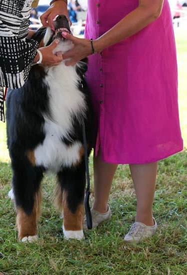 What Age to Potty Train a Dog: Begin at 8 weeks, consistent schedule, positive reinforcement