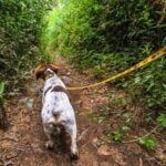 How to Train Your Dog to Catch a Treat Step-by-step guide on how to train your dog to catch a treat: practical tips for success