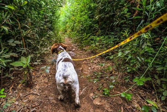 Step-by-step guide on how to train your dog to catch a treat: practical tips for success