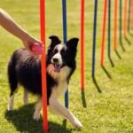 How to Train Puppy to Not Bark at Other Dogs Training a puppy to not bark at other dogs: Positive reinforcement, socialization, and desensitization techniques