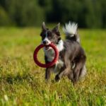 What Age Should a Dog Be Fully House Trained what age should a dog be fully house trained