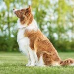 How to Train Your Dog to Drop Toys: Positive Reinforcement Method for Obedience Training