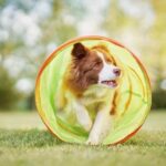 Are Cross Trained Dogs a Good Idea Bomb Drifs Cross trained dogs ensure bomb drif safety in urban areas