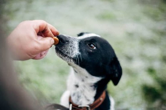 Step-by-step guide on how to do scent training with your dog