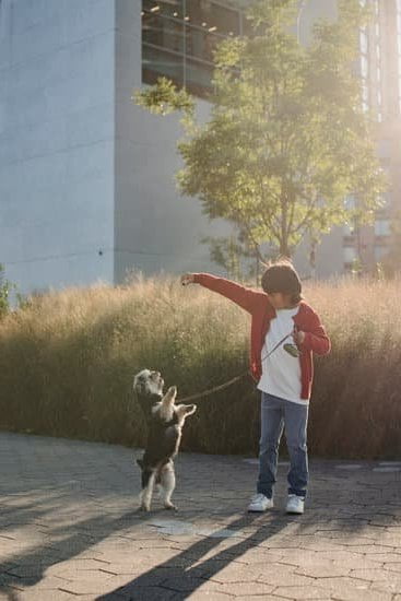 Step-by-step guide on how to train my dog to be a service dog for loans