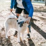 How to Train a Over Excited Dog How to Train an Over Excited Dog: Effective Calming Techniques for Hyperactive Pups