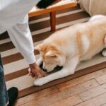 How to Train Dogs to Protect Chickens Training dogs to protect chickens: Step-by-step guide