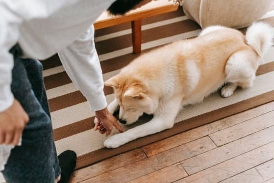 Training dogs to protect chickens: Step-by-step guide