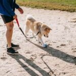 How to Train a Dog to Protect a Baby How to Train a Dog to Protect a Baby: Positive reinforcement and socialization for calm interactions
