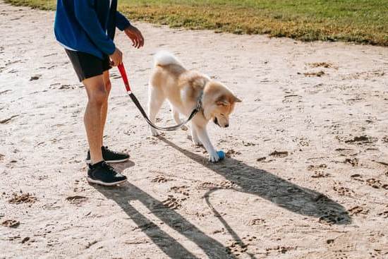 How to Train a Dog to Protect a Baby: Positive reinforcement and socialization for calm interactions